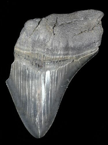 Serrated Fossil Megalodon Tooth #52992